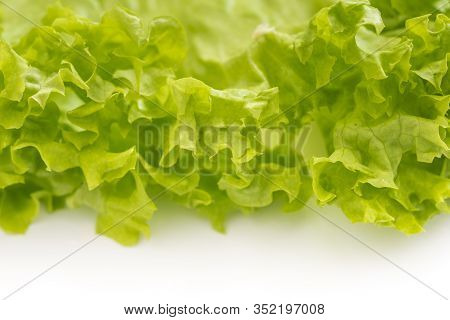 Beautiful Homegrown Lettuce Leaf On White Background View