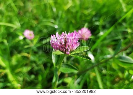 Close Up Of Wild Blossoming Pink And Red Clover (trifolium Pratense) Flower On Green Leaves Backgrou