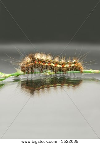Caterpillar