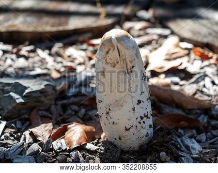 A Close-up Photo Of A Capless Mushroom Growing Among Dry Slivers Ang Fallen Dry Leaves