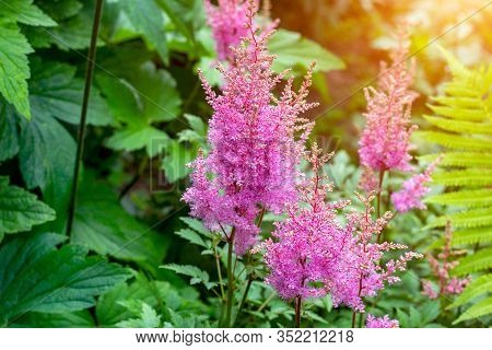Bright Colorful Pink Blooming Astilbe Arendsii Fanal Flowers With Green Leaves In Garden In Spring A