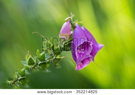 Purple Foxglove Flower In The Summer Garden, Isolated Over A Green Blurred Background. Flower Is Ill