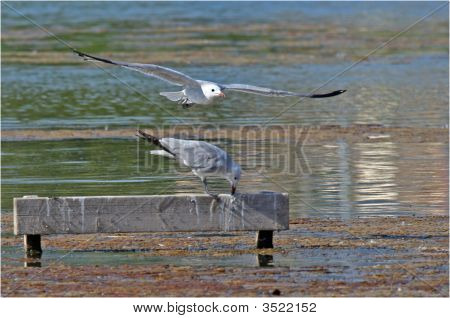Gaivota