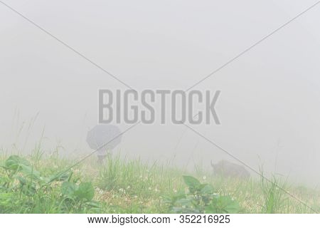 Rear View Young Asian Lady With Umbrella Holding Rope Leash Buffalo In Foggy Day In Sapa, Vietnam