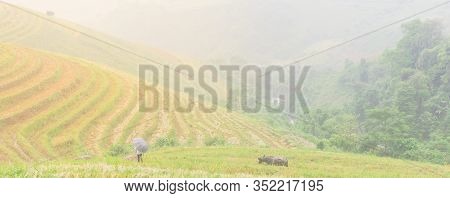 Panoramic Paddy Fields Mountain With Umbrella Asian Lady Hold Rope Leash Buffalo In Foggy Day