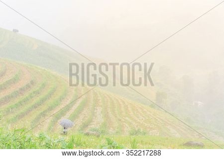 Paddy Rice Fields Mountain Landscape With Umbrella Asian Lady Hold Rope Leash Buffalo In Foggy Day