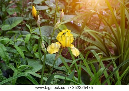 Light Yellow Blooming Irises Xiphium (bulbous Iris, Sibirica) On Green Leaves Ang Grass Background I