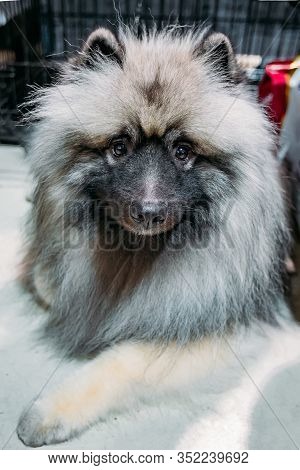 Dog Keeshond Or Wolfspitz, Close Up Portrait