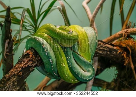 Green Tree Snake With Biright Green And Emerald Scales Wrapped Around A Tree Branch