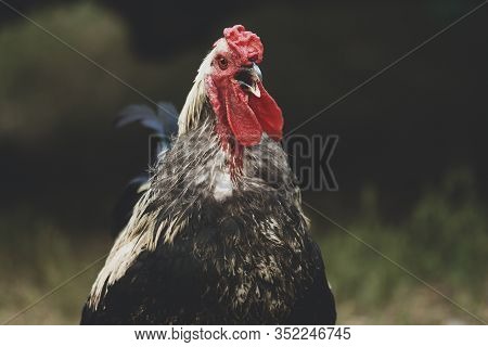 Adult Beautiful Rooster With Colored Feathers Walking On The Ground.feathered Cock Outdoors. Black A