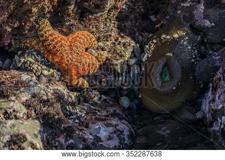 Starfish And Sea Anemone Under Water In A Pacific Ocean Tide Pool At Fitzgerald Marine Reserve In No