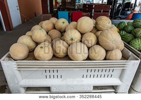 Big Plastic Container Filled With Fresh, Round Melons With Thick Peel. Other Non Alimentary Items On