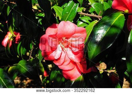 Incredible Beautiful Red Camellia - Camellia Japonica, Known As Common Camellia Or Japanese Camellia