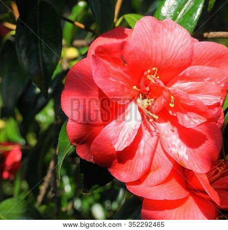 Incredible Beautiful Red Camellia - Camellia Japonica, Known As Common Camellia Or Japanese Camellia