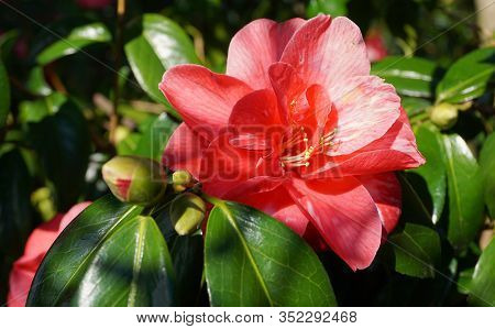 Incredible Beautiful Red Camellia - Camellia Japonica, Known As Common Camellia Or Japanese Camellia