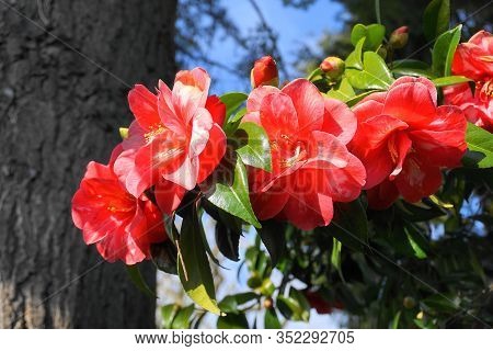 Incredible Beautiful Red Camellia - Camellia Japonica, Known As Common Camellia Or Japanese Camellia