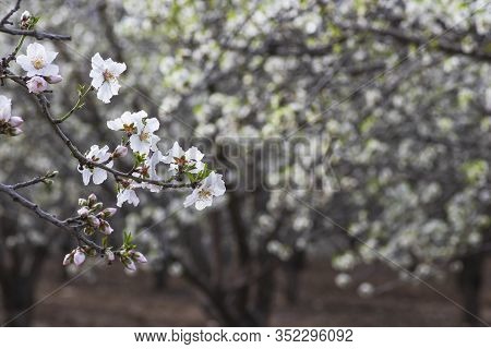 Sprig With Blooming White-pink Flowers And Almond Tree Buds Closeup On A Blurred Background Of An Or