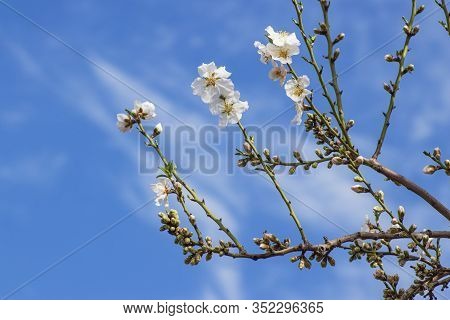 Sprig With Blooming White-pink Flowers Of Almond Tree Close-up On A Background Of Blue Sky With Clou