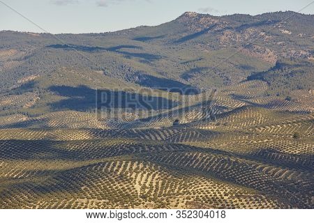 Olive Tree Fields In Andalusia. Spanish Agricultural Harvest Landscape. Jaen