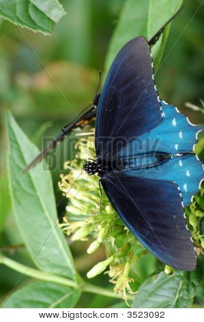 Smoky Mountain sommerfugl