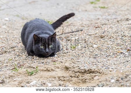 On The Sand A Wonderful Feral Black Cat With Green Eyes And Torn Ear Focused And Ready To Jump