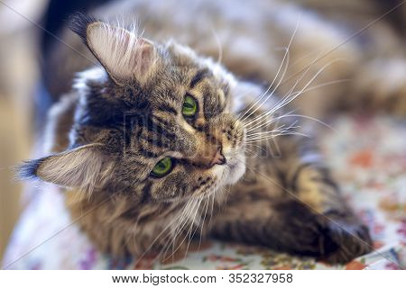 Close Up Portrait Of Cat Maine Coon Breed Liyng On One Side.  Big And Fluffy Domestic Kitten With Gr