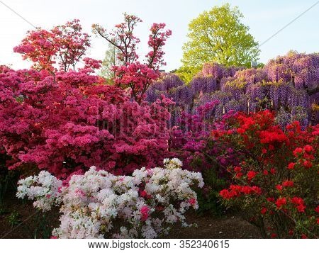 Hanging Bunches Of Purple Wisteria And Pink, Red, White Azalea Bush. Spring Time