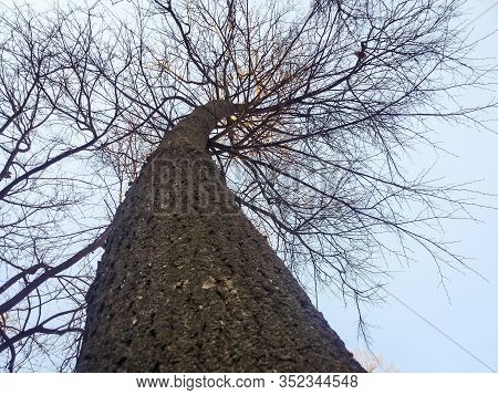 The Trunk Of A Large Tree And Branches Against The Blue Sky. Bottom View Of An Old Dry Tree