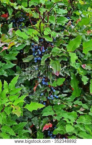 Bush Of Mahonia With Leaves And Berries