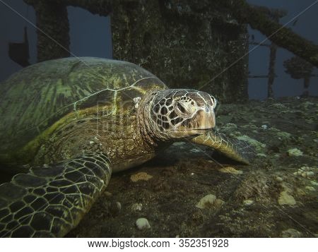 Green Turtle Resting On A Ship Wreck, Hawaii