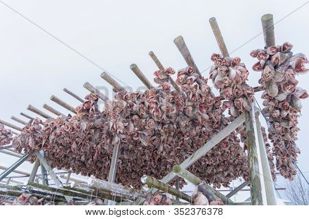 Hanged Codfishes Drying On Traditional Wooden Racks To Produce In The Town Of Lofoten Islands, Nordl