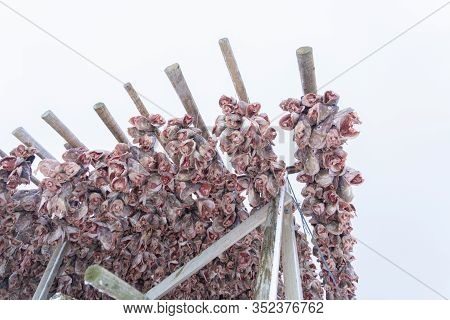 Hanged Codfishes Drying On Traditional Wooden Racks To Produce In The Town Of Lofoten Islands, Nordl