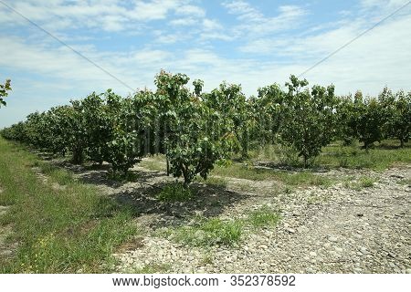 Peach Farm In Early Summer . Unripe Peach . Peach Tree, Branch With Small Immature Peaches .
