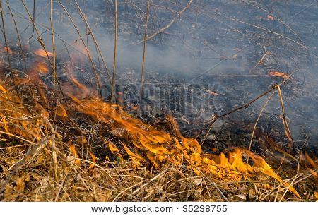 Plamen Brushfire