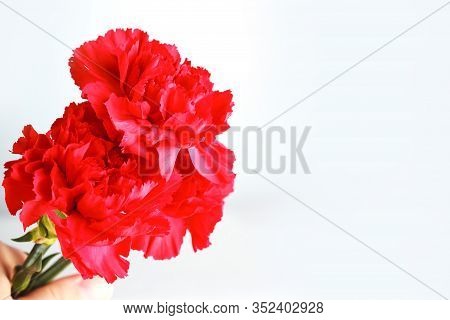 Three Red Carnations On A White Uniform Background. Greeting Card For The Holiday Of The Great Victo
