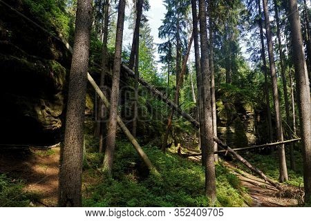 Overthrown Trees In The National Park Of Saxon Switzerland, Germany