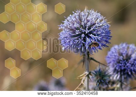 Big Yellow And Black Striped Bee Is Flying Around A Big Bright Purple Spheric Flower Also Known As 