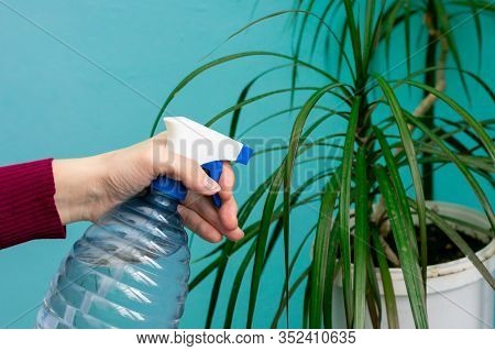 Close Up View Of A Female Hands, Which Are Spraying Water On Leaves Of Dracaena Plant At Home. Garde