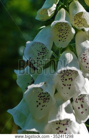 Close-up Of The Beautiful Blossoms Of Digitalis Purpurea F. Albiflora