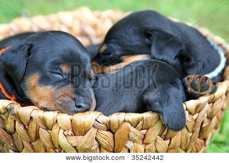De Lille Pinscher-hvalpe, 1 måned gammel