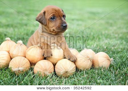 Den lille Pinscher hvalp 1,5 måneder gamle