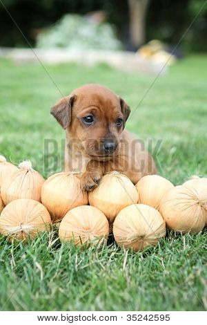 Den lille Pinscher hvalp 1,5 måneder gamle