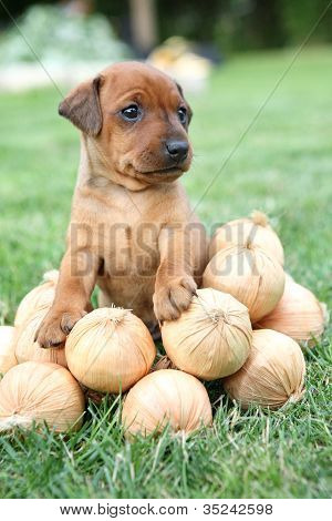 Den lille Pinscher hvalp 1,5 måneder gamle