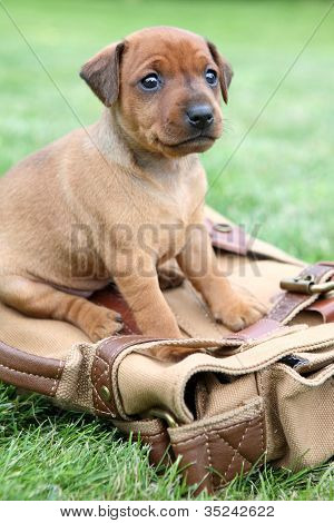 Den lille Pinscher hvalp