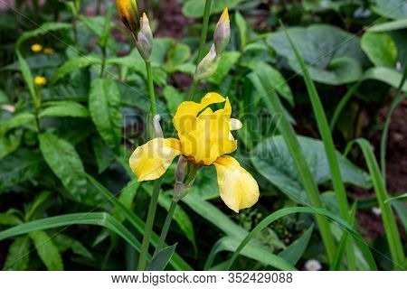 Light Yellow Blooming Irises Xiphium (bulbous Iris, Sibirica) On Green Leaves Ang Grass Background I