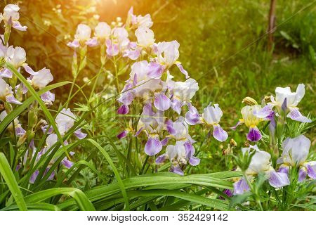 Bright Purple, White, Blue And Violet Blooming Iris Xiphium (bulbous Iris, Sibirica) On Green Leaves