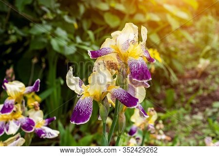 Bright Purple, White, Blue And Violet Blooming Iris Xiphium (bulbous Iris, Sibirica) On Green Leaves