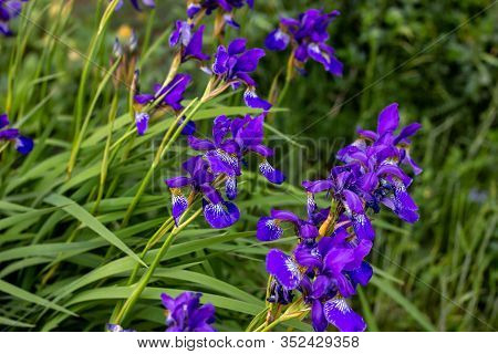 Bright Purple, White, Blue And Violet Blooming Iris Xiphium (bulbous Iris, Sibirica) On Green Leaves