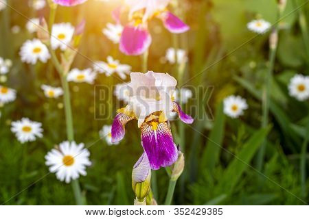 Bright Purple, White, Blue And Violet Blooming Iris Xiphium (bulbous Iris, Sibirica) On Green Leaves