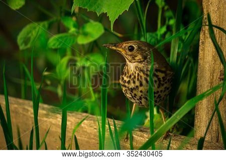 Songbird Little Bird Thrush Hiding In The Grass And In The Leaves. A Small Gray Bird Looking For Foo
